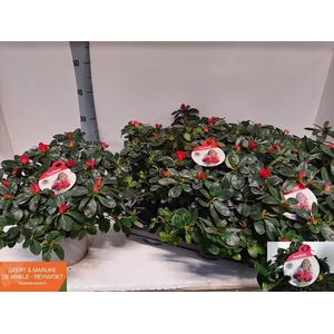 RHODO SI NORDL VOGEL