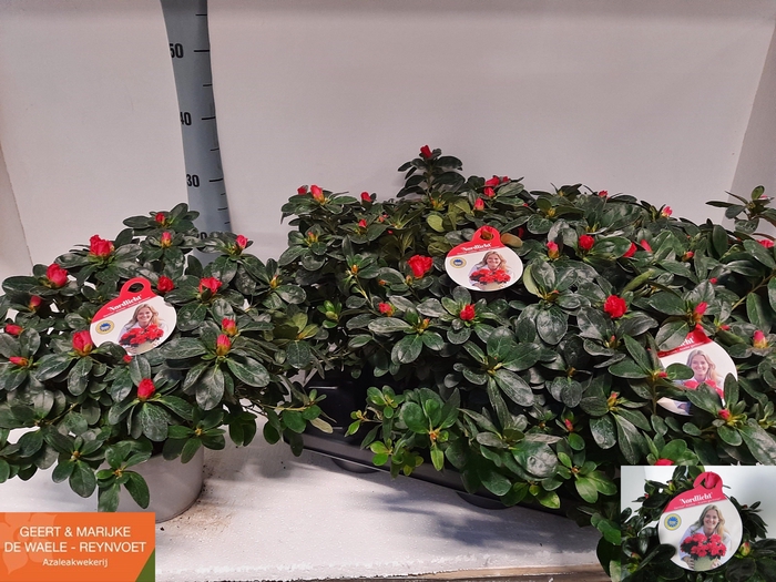 <h4>RHODO SI NORDL VOGEL</h4>