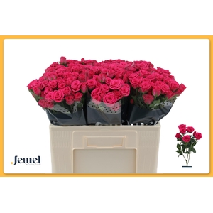 R TR PINK YO-YO Water