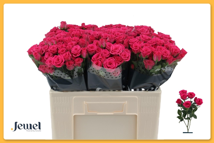 <h4>R TR PINK YO-YO Water</h4>