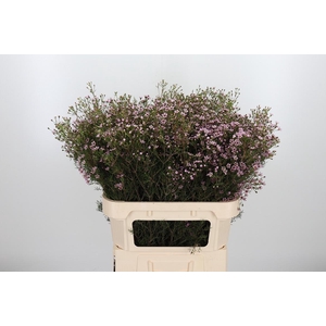 Chame Un Jupiter Sol