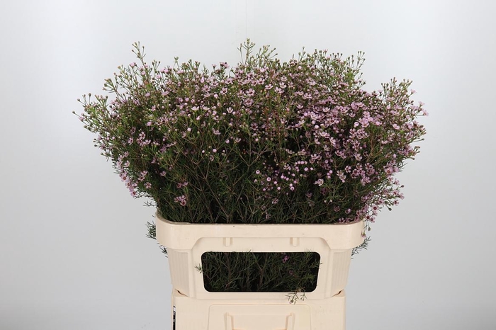 <h4>Chame Un Jupiter Sol</h4>