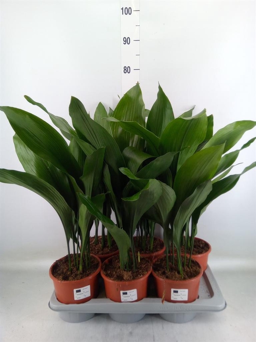 <h4>Aspidistra elat.</h4>
