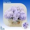 Hydrangea Pink