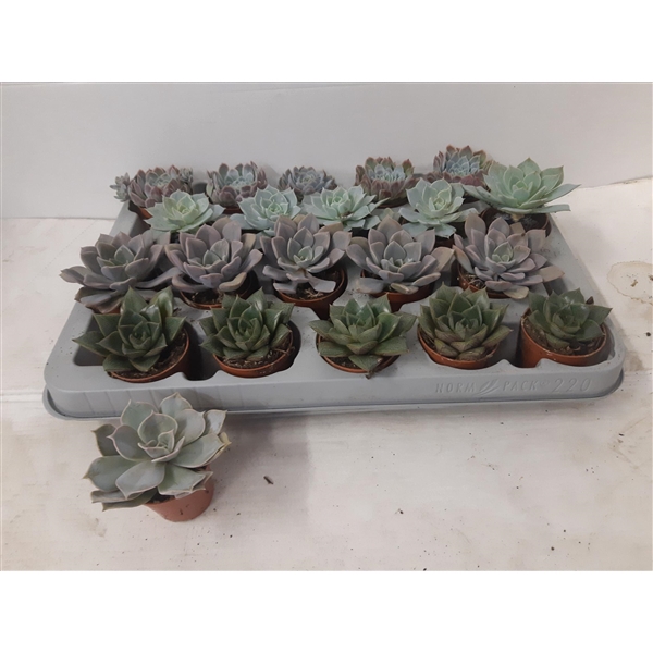 <h4>echeveria mix</h4>