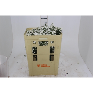 ASTER MARIANA 050 CM