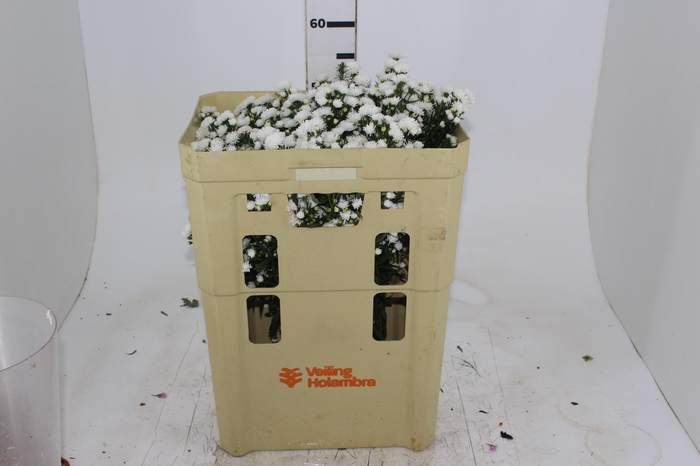 <h4>ASTER MARIANA 050 CM</h4>
