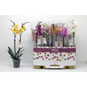 PHAL GEM