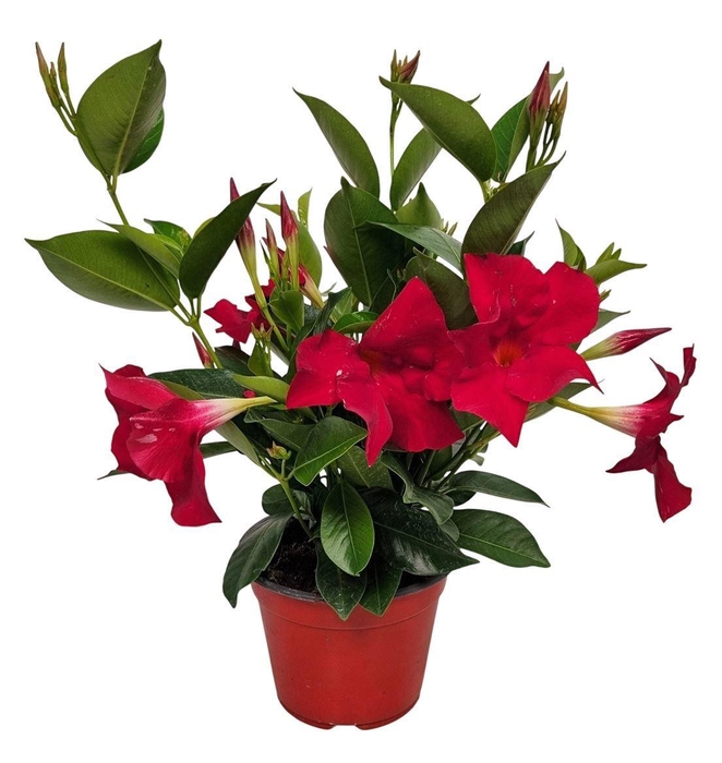 <h4>MANDE RIO DEEP RED</h4>
