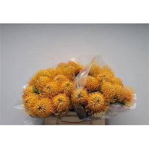 Leuco Ayoba Apricot Amber