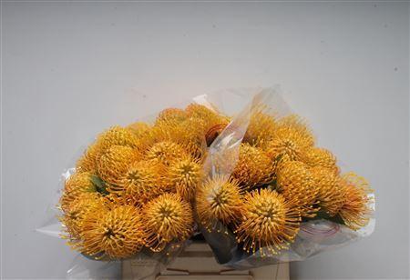 <h4>Leuco Ayoba Apricot Amber</h4>