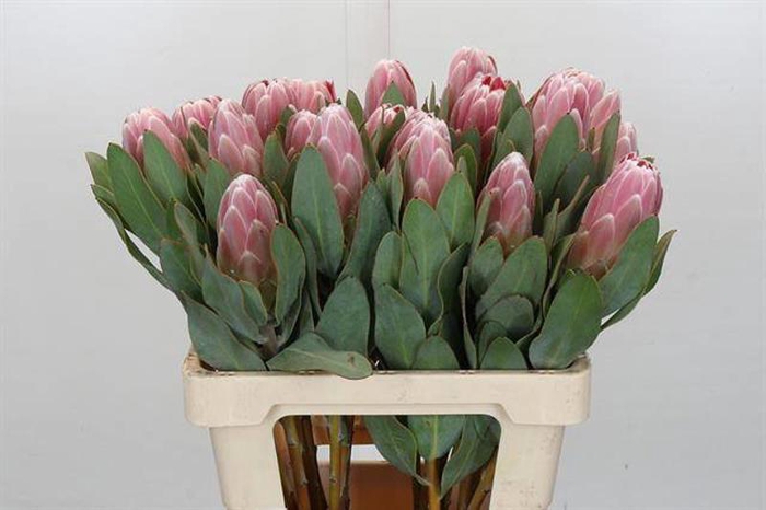 <h4>Protea Penny Pink</h4>