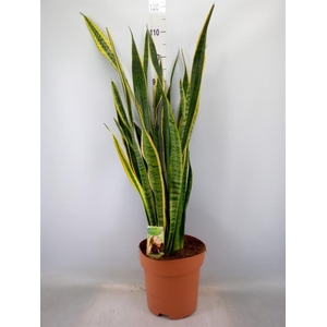 Sansevieria trifa. 'Laurentii'