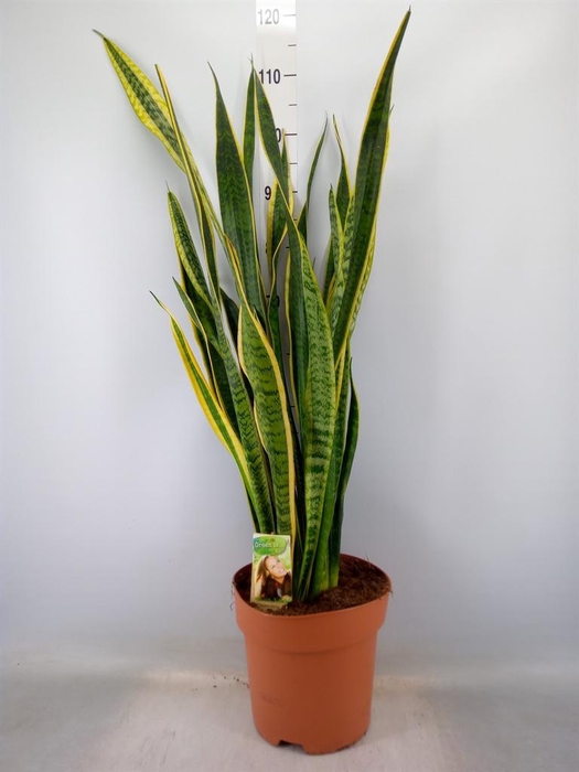 <h4>Sansevieria trifa. 'Laurentii'</h4>