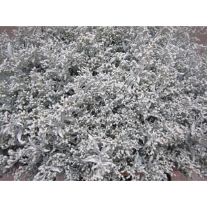 Solidago Wit