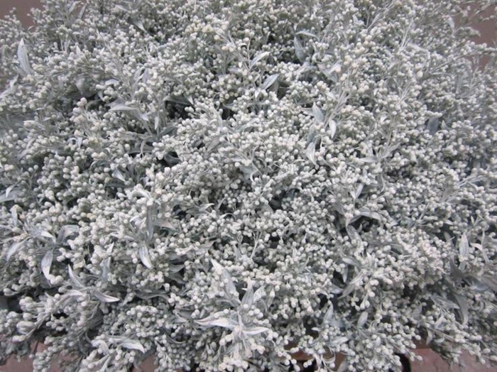 <h4>Solidago Wit</h4>