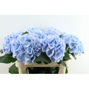Hydr M Verena Blue 80-22