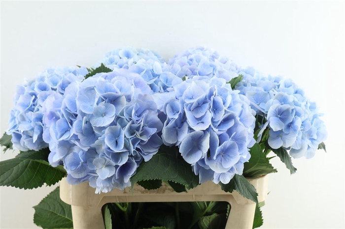 <h4>Hydr M Verena Blue 80-22</h4>