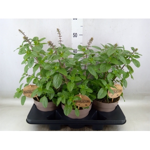 Ocimum basilicum 'Magic Mountain'