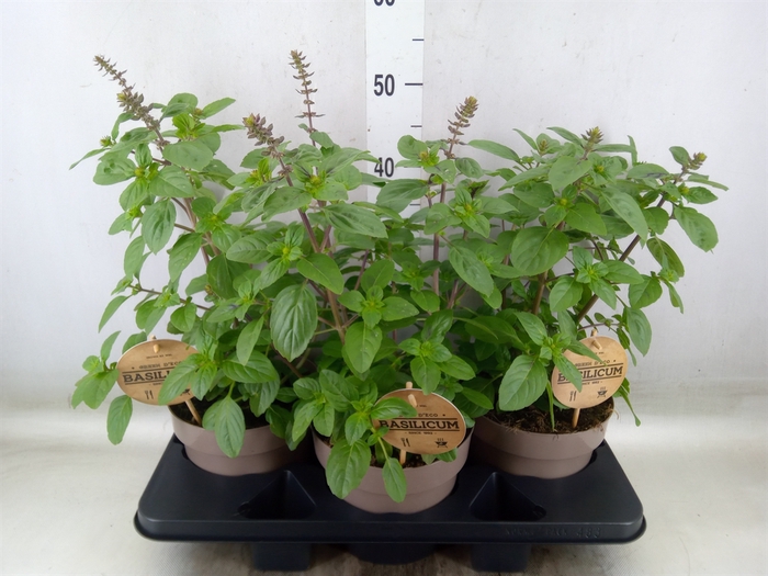 <h4>Ocimum basilicum 'Magic Mountain'</h4>