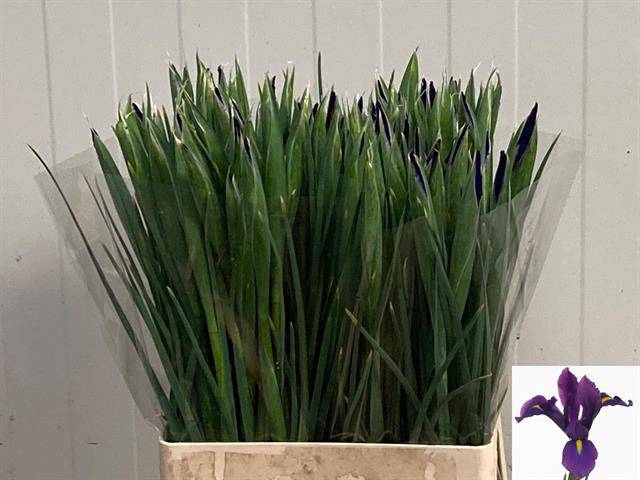 <h4>IRIS HONG KONG</h4>