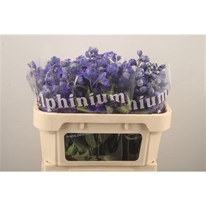 Delph El Dewi Dark Blue Smile