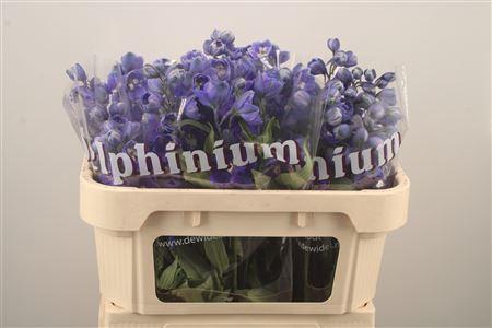 <h4>Delph El Dewi Dark Blue Smile</h4>