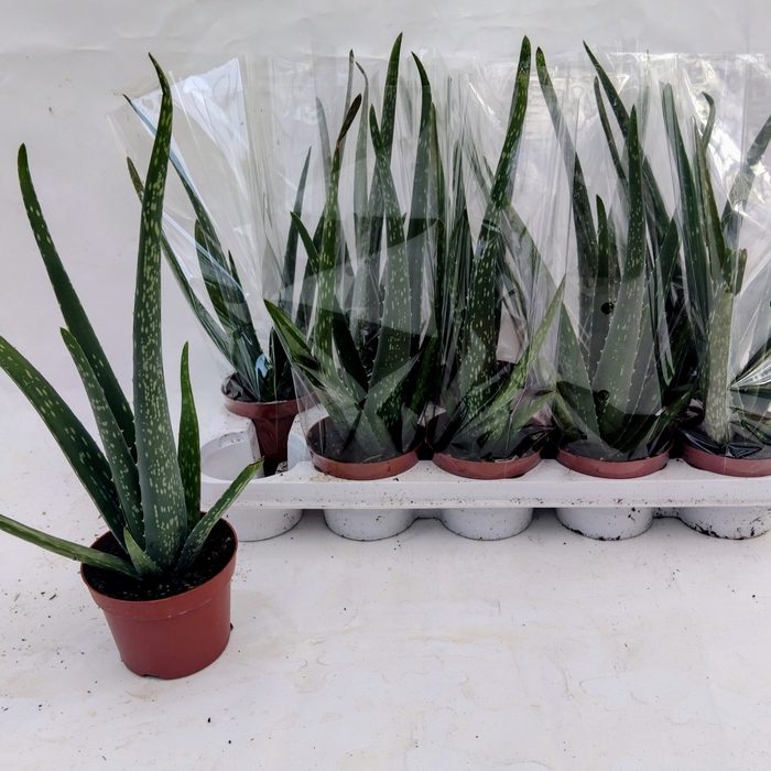 <h4>ALOE VERA</h4>