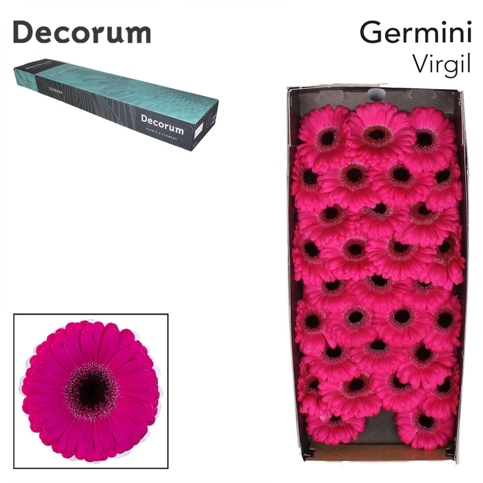 <h4>Germini Virgil Doos</h4>