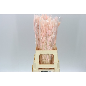Dried Lagurus Light Pink