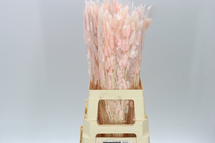 <h4>Dried Lagurus Light Pink</h4>