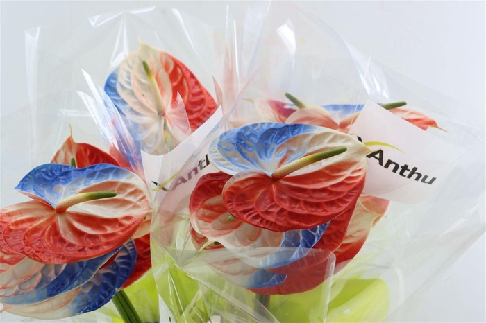 <h4>Anth Collection Dutch Flag</h4>