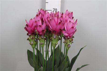 <h4>Curc Al Siam Supreme</h4>