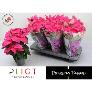 EUPHOR P PRI HO PINK