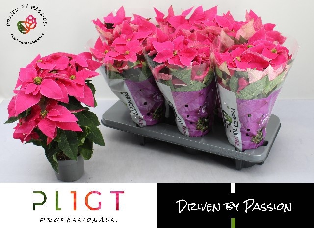 <h4>EUPHOR P PRI HO PINK</h4>
