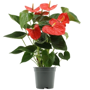 Anthurium 17 cm Delicia in transparant sleeve