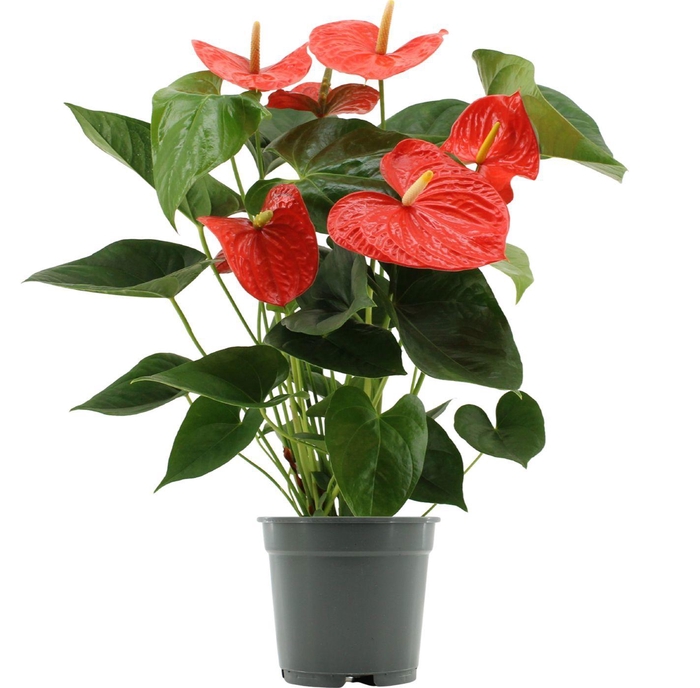 <h4>Anthurium 17 cm Delicia in transparant sleeve</h4>