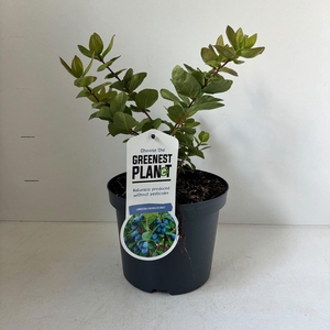 Lonicera