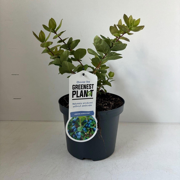 <h4>Lonicera</h4>