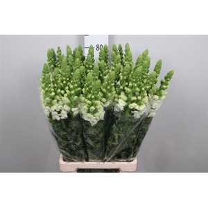 Antir Poto Earl Whit