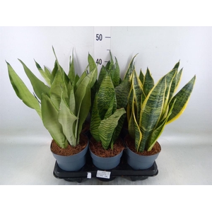 Sansevieria trifa.   ...