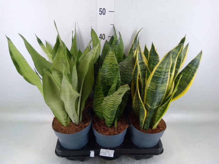 <h4>Sansevieria trifa.   ...</h4>
