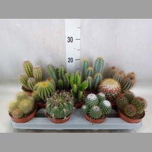Cactus   ...mix