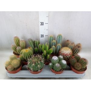 Cactus   ...mix