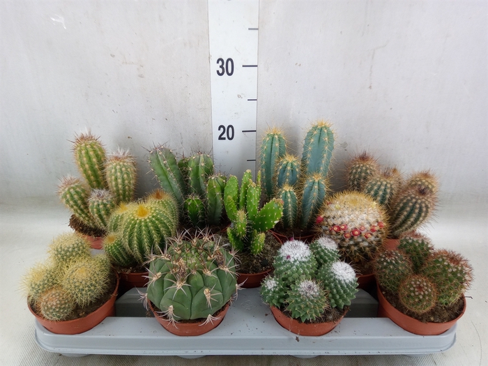 <h4>Cactus   ...mix</h4>
