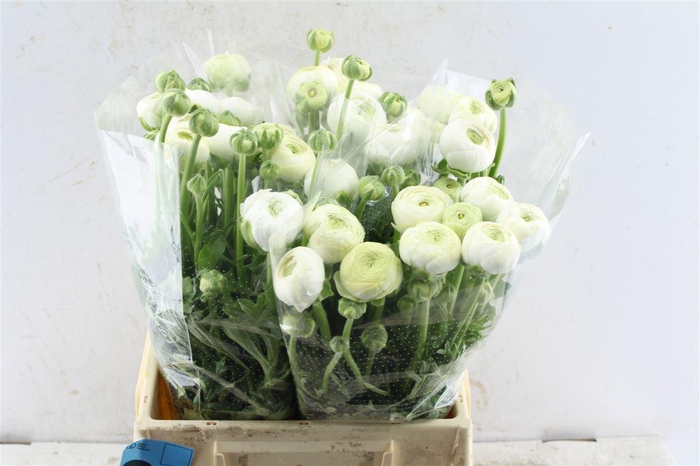 <h4>Ran Aazur White</h4>