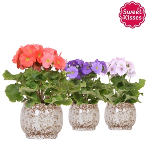 Primula Obconica Sweet Kisses mix in Safari pot