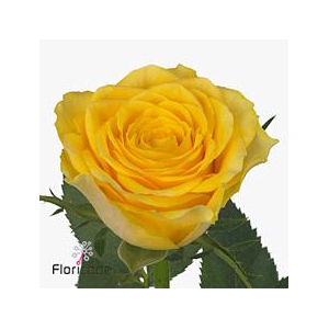 Rosa large solero