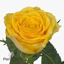 <h4>Rosa large solero</h4>