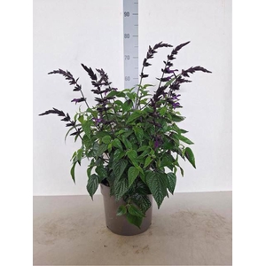 Salvia  'Purple and Bloom'